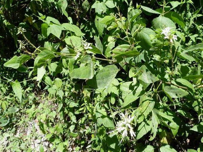 Bauhinia divaricata