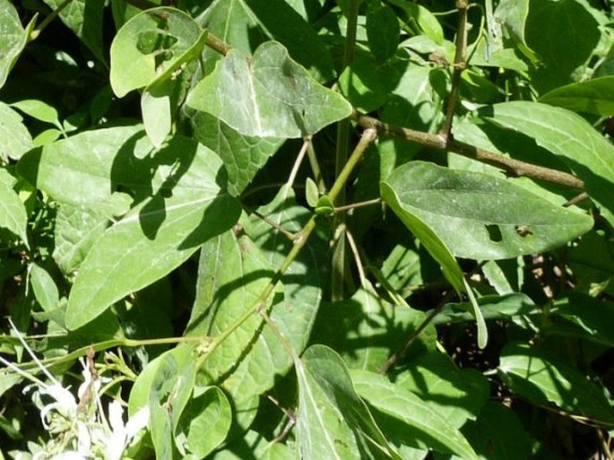 Bauhinia divaricata