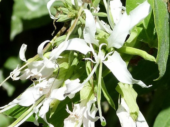 Bauhinia divaricata