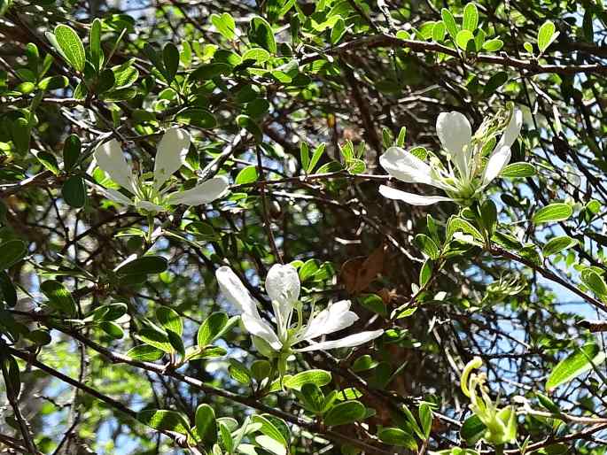 BAUHINIA GRANDIDIERI Baill. – bauhinie