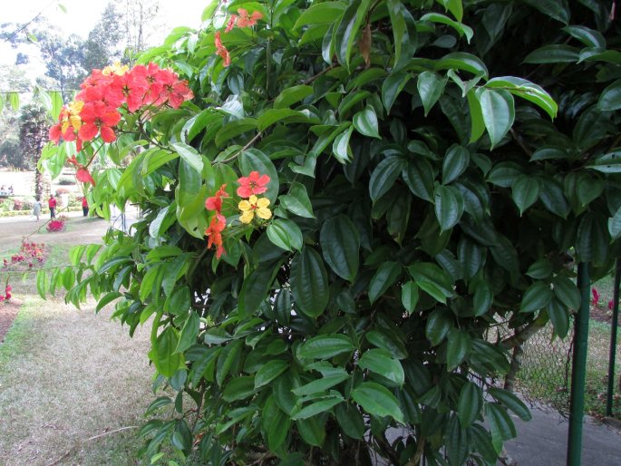 Bauhinia kockiana