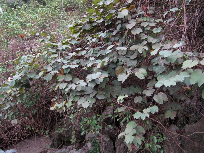 Bauhinia pyrrhoclada