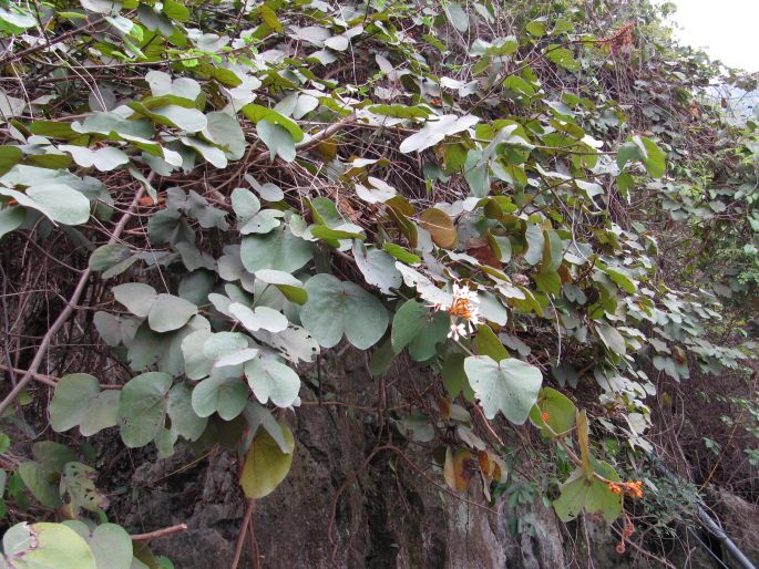 Bauhinia pyrrhoclada