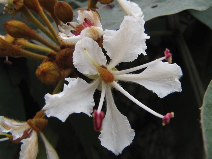 Bauhinia pyrrhoclada