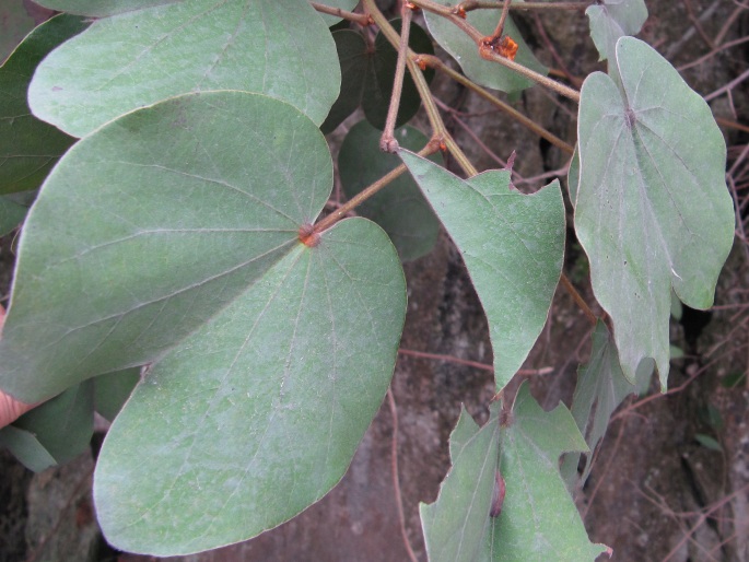 Bauhinia pyrrhoclada