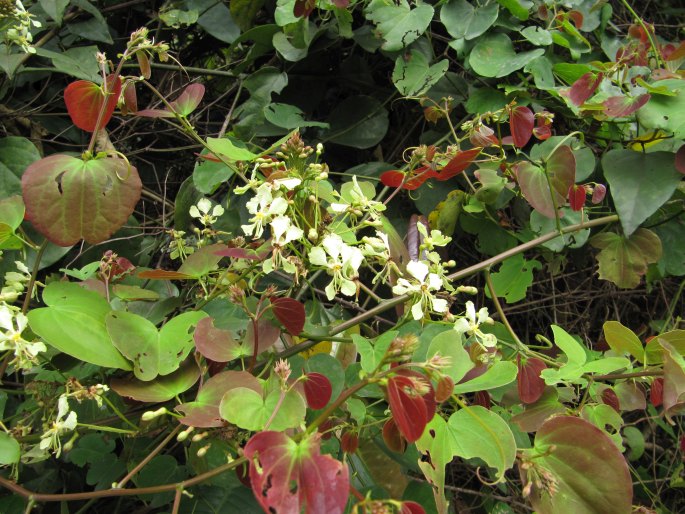 Bauhinia touranensis