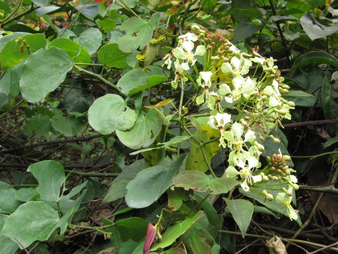 Bauhinia touranensis