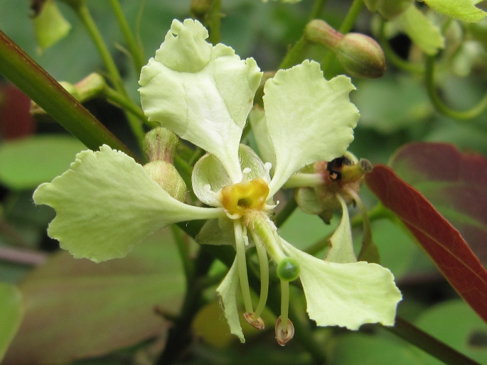 Bauhinia touranensis