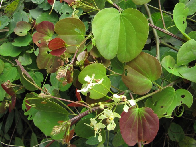 Bauhinia touranensis