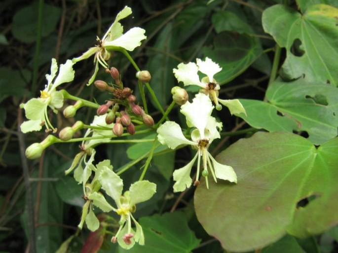 BAUHINIA TOURANENSIS Gagnep. – bauhinie