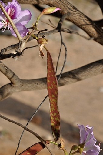 Bauhinia variegata