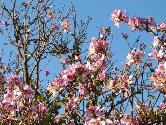 Bauhinia variegata