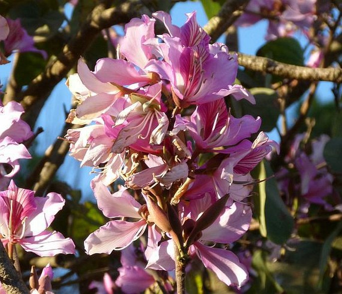 Bauhinia variegata