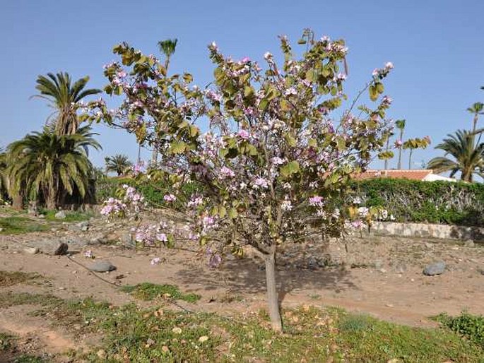 Bauhinia variegata