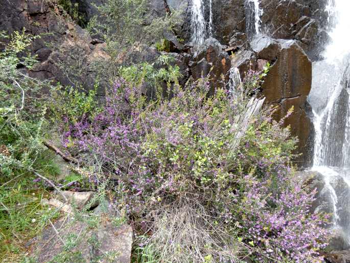 Bauera sessiliflora