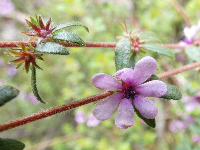 Bauera sessiliflora