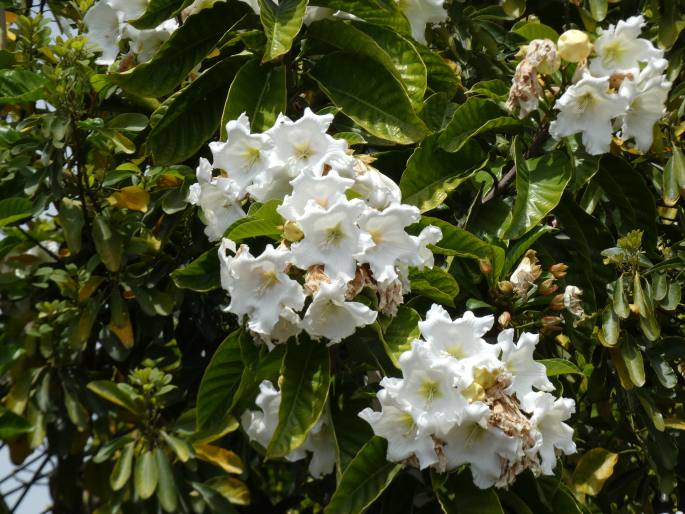 Beaumontia grandiflora