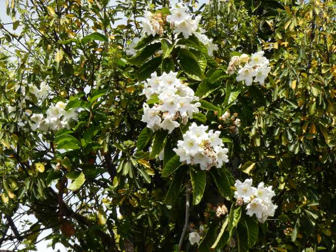 Beaumontia grandiflora