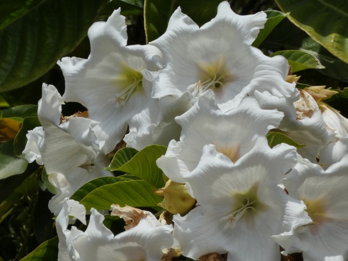 Beaumontia grandiflora