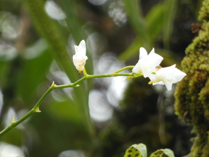 Beclardia macrostachya