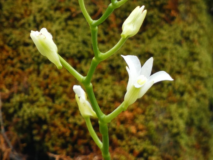 Beclardia macrostachya