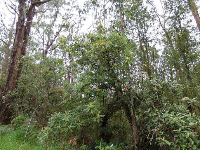 Bedfordia arborescens