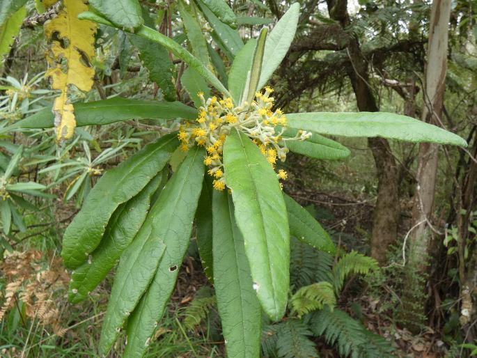 Bedfordia arborescens