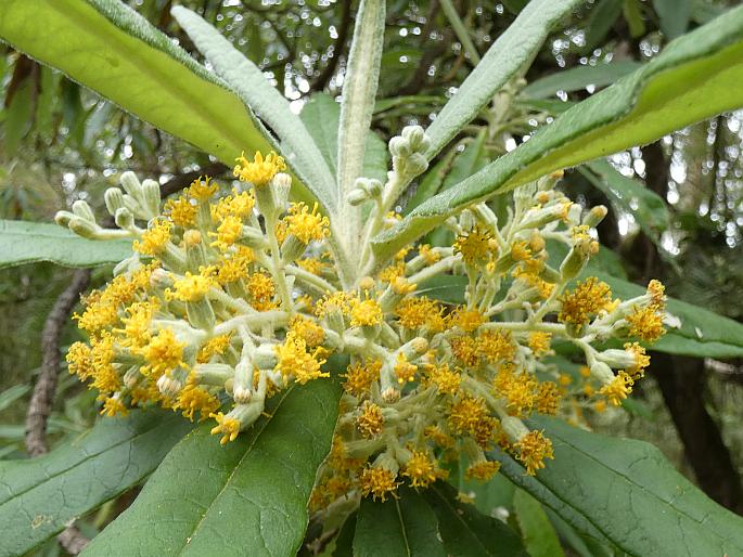 Bedfordia arborescens