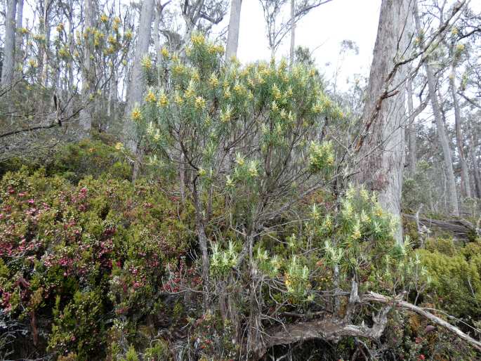 Bedfordia linearis