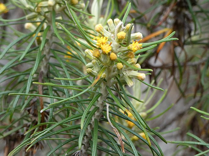 Bedfordia linearis