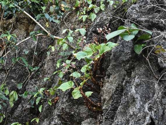 Begonia elnidoensis