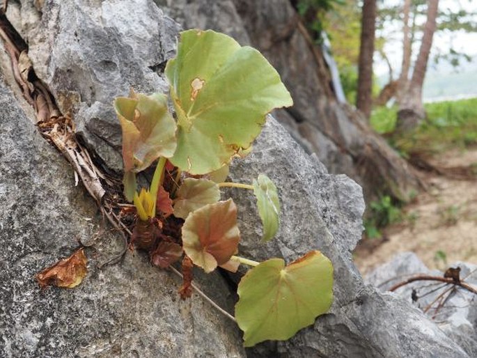 Begonia elnidoensis