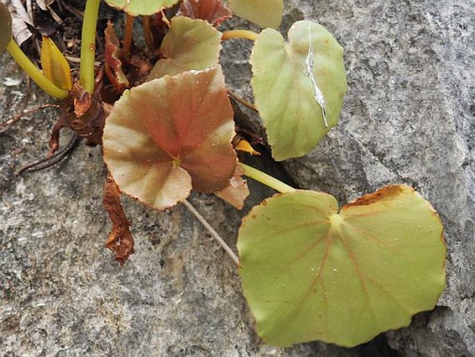 Begonia elnidoensis