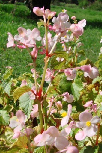 Begonia grandis