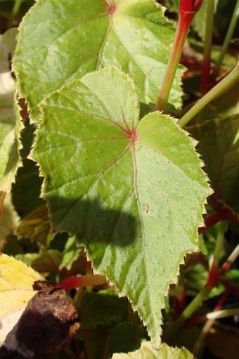 Begonia grandis