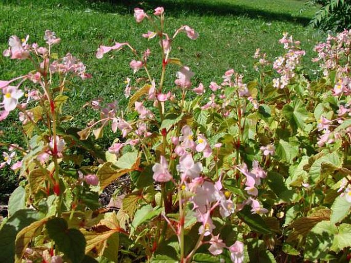 Begonia grandis