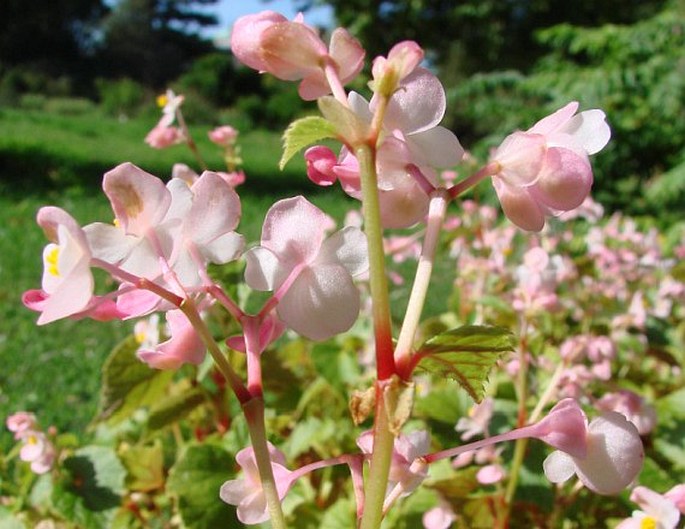 BEGONIA GRANDIS Dryand. – kysala