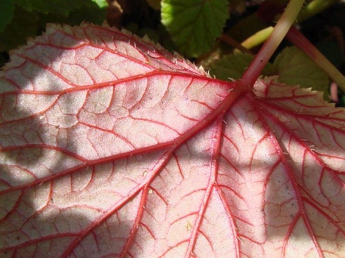 Begonia grandis