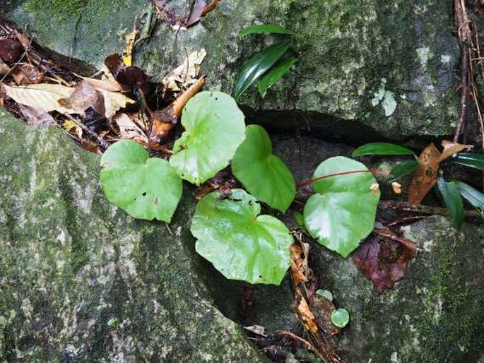 Begonia hughesii