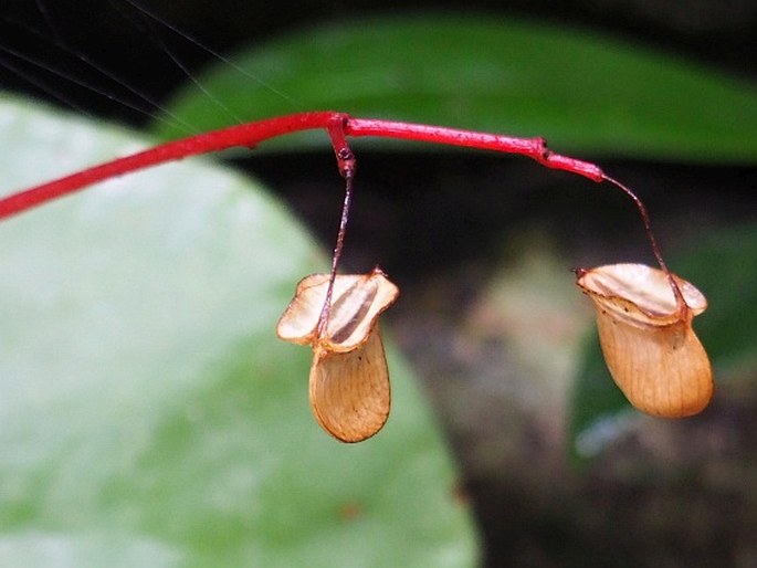 Begonia hughesii