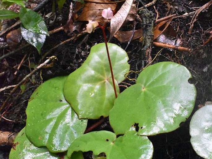 Begonia hughesii