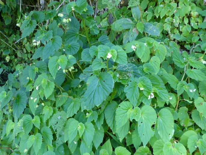 Begonia humilis