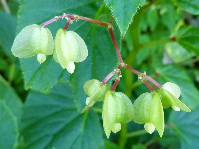 Begonia humilis