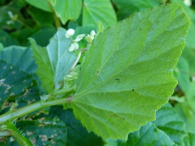 Begonia humilis