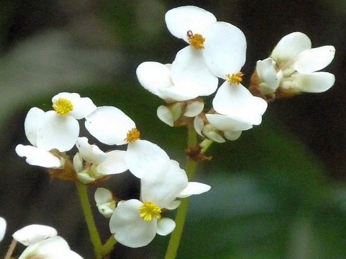 Begonia sericoneura