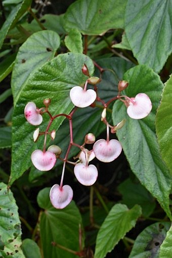 Begonia megalantha