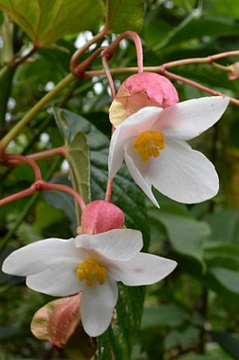 Begonia megalantha