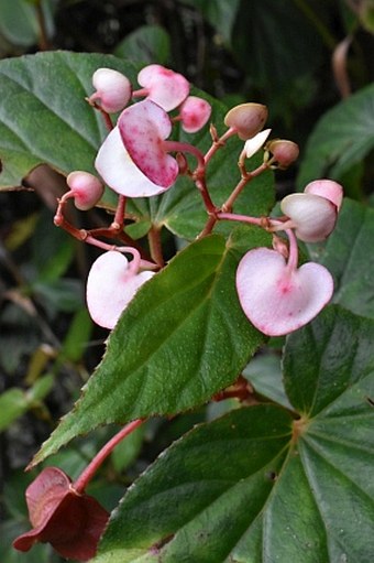 Begonia megalantha