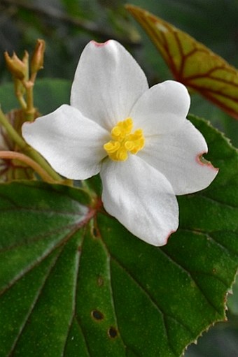 Begonia megalantha