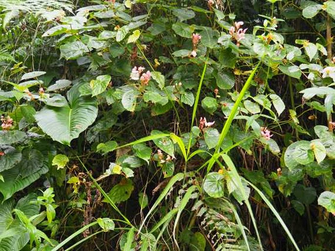 Begonia megalantha